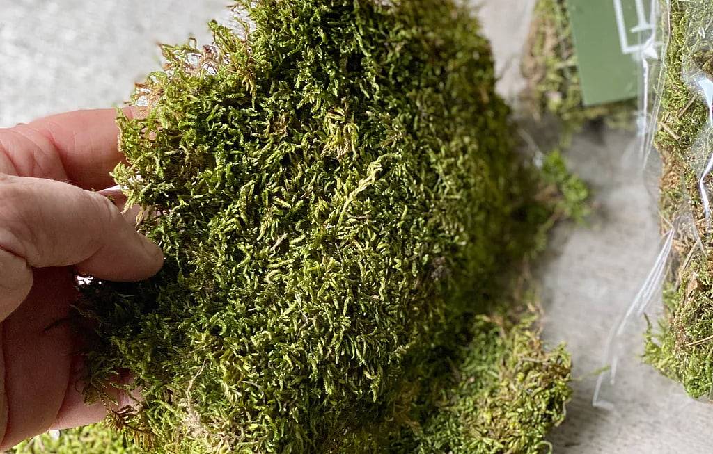 Bring the beauty of nature into your space with dried moss.